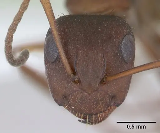 Camponotus punctulatus specimen CASENT0173438 image casent0173438_2