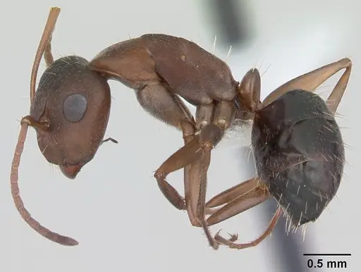Camponotus punctulatus specimen CASENT0173438 image casent0173438_3