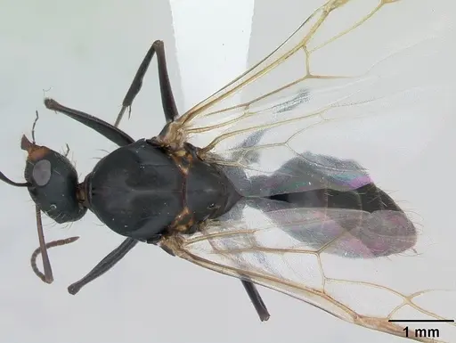 Camponotus punctulatus specimen CASENT0173439 image casent0173439_1