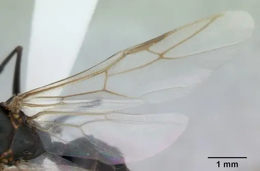 Camponotus punctulatus specimen CASENT0173439 image casent0173439_2