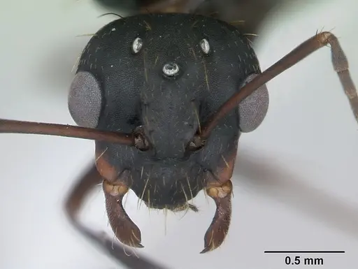 Camponotus punctulatus specimen CASENT0173439 image casent0173439_3