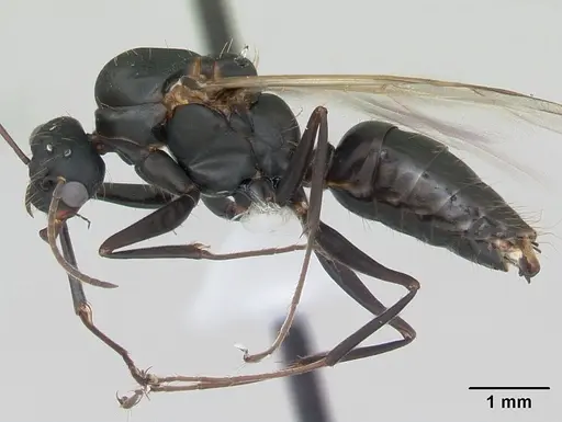 Camponotus punctulatus specimen CASENT0173439 image casent0173439_4