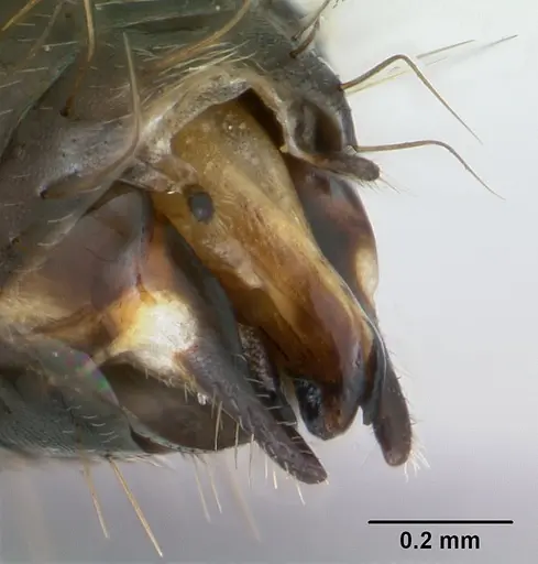 Camponotus punctulatus specimen CASENT0173439 image casent0173439_5
