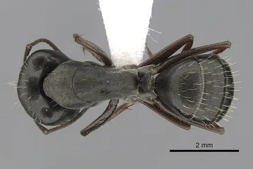 Camponotus punctulatus specimen CASENT0280060 image casent0280060_1