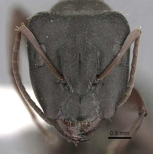 Camponotus punctulatus specimen CASENT0280060 image casent0280060_2