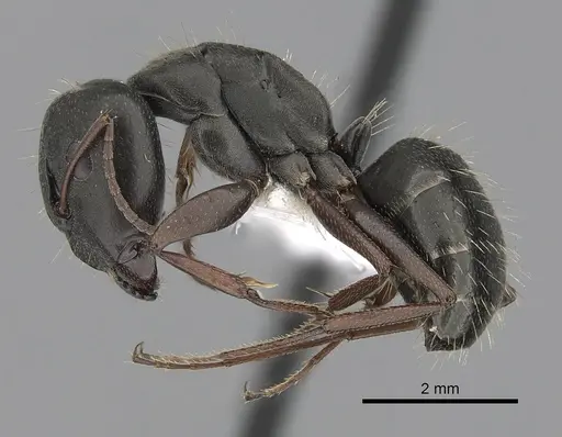 Camponotus punctulatus specimen CASENT0280060 image casent0280060_3