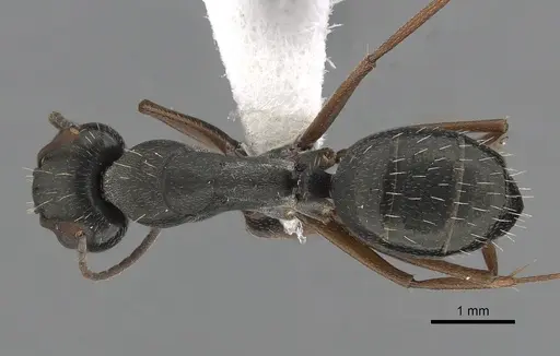 Camponotus punctulatus specimen CASENT0280061 image casent0280061_1