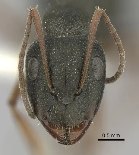 Camponotus punctulatus specimen CASENT0280061 image casent0280061_2