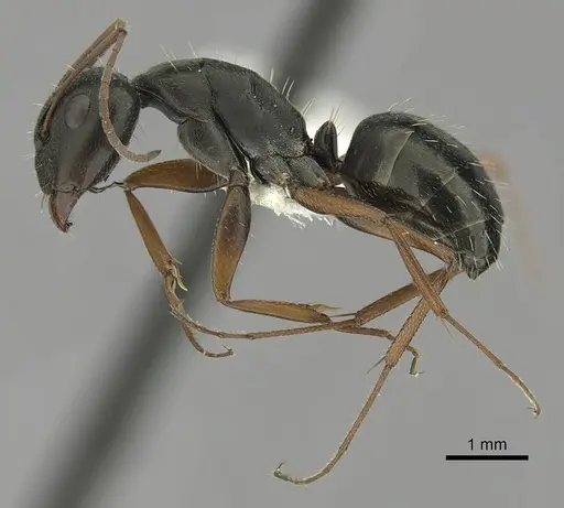 Camponotus punctulatus specimen CASENT0280061 image casent0280061_3