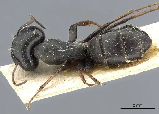 Camponotus punctulatus specimen CASENT0905213 image casent0905213_1