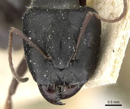 Camponotus punctulatus specimen CASENT0905213 image casent0905213_2