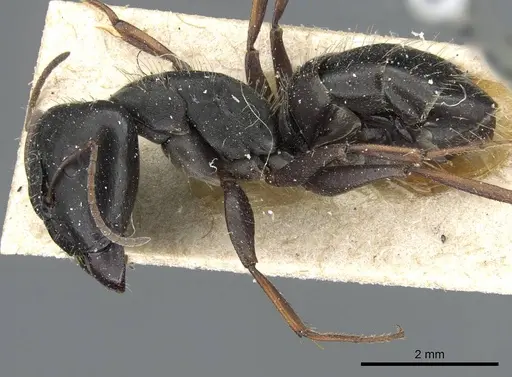 Camponotus punctulatus specimen CASENT0905213 image casent0905213_3