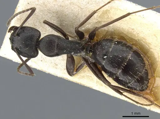 Camponotus punctulatus specimen CASENT0905214 image casent0905214_1