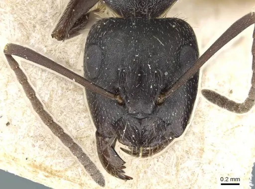 Camponotus punctulatus specimen CASENT0905214 image casent0905214_2