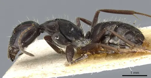 Camponotus punctulatus specimen CASENT0905214 image casent0905214_3