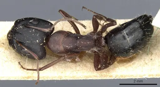 Camponotus punctulatus specimen CASENT0905215 image casent0905215_1
