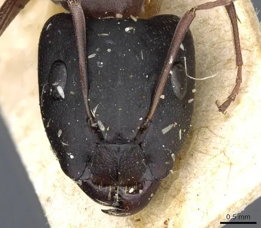 Camponotus punctulatus specimen CASENT0905215 image casent0905215_2