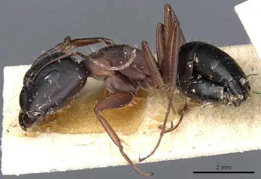 Camponotus punctulatus specimen CASENT0905215 image casent0905215_3