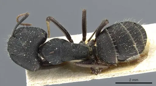 Camponotus punctulatus specimen CASENT0905216 image casent0905216_1