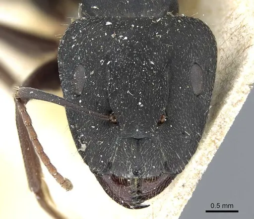 Camponotus punctulatus specimen CASENT0905216 image casent0905216_2