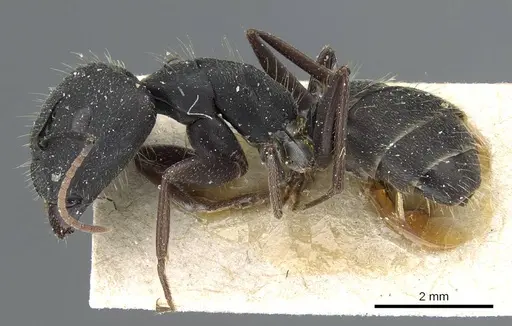 Camponotus punctulatus specimen CASENT0905216 image casent0905216_3