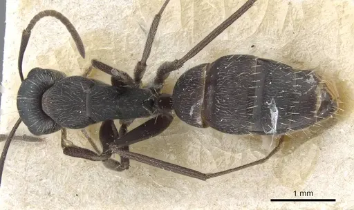 Camponotus punctulatus specimen CASENT0905217 image casent0905217_1
