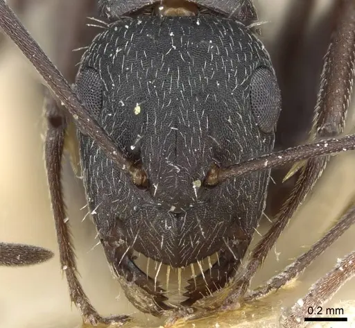 Camponotus punctulatus specimen CASENT0905217 image casent0905217_2