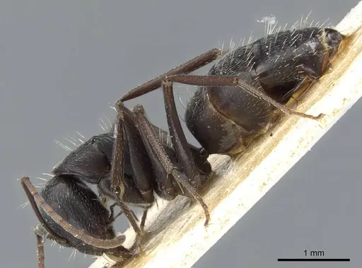 Camponotus punctulatus specimen CASENT0905217 image casent0905217_3