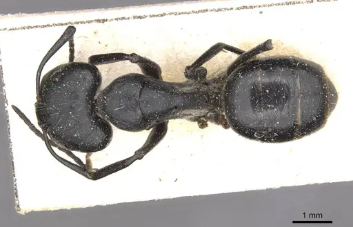 Camponotus punctulatus specimen CASENT0909966 image casent0909966_1