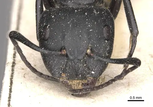 Camponotus punctulatus specimen CASENT0909966 image casent0909966_2