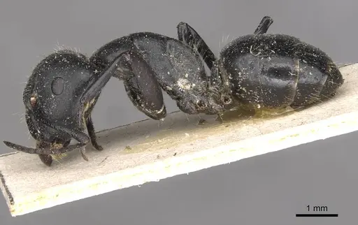 Camponotus punctulatus specimen CASENT0909966 image casent0909966_3