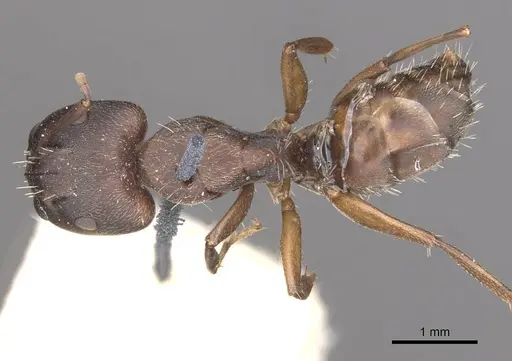 Camponotus punctulatus specimen CASENT0909967 image casent0909967_1
