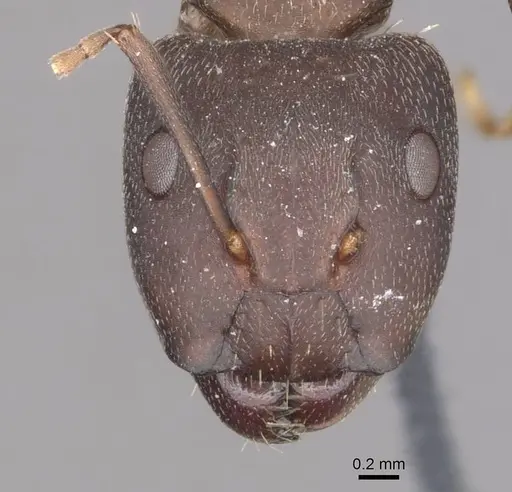Camponotus punctulatus specimen CASENT0909967 image casent0909967_2