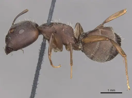 Camponotus punctulatus specimen CASENT0909967 image casent0909967_3