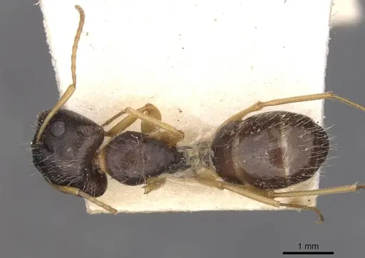 Camponotus punctulatus specimen CASENT0909969 image casent0909969_1