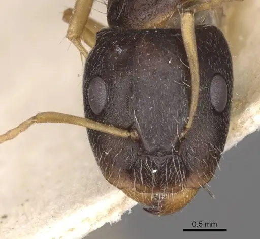 Camponotus punctulatus specimen CASENT0909969 image casent0909969_2