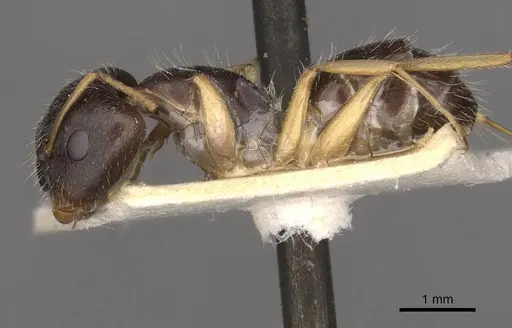 Camponotus punctulatus specimen CASENT0909969 image casent0909969_3