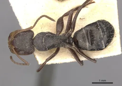 Camponotus punctulatus specimen CASENT0909970 image casent0909970_1