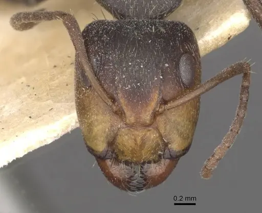 Camponotus punctulatus specimen CASENT0909970 image casent0909970_2