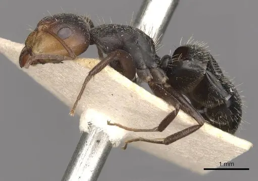 Camponotus punctulatus specimen CASENT0909970 image casent0909970_3