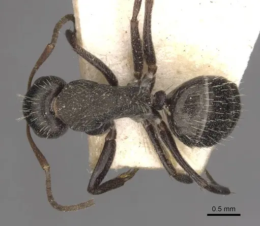 Camponotus punctulatus specimen CASENT0909971 image casent0909971_1