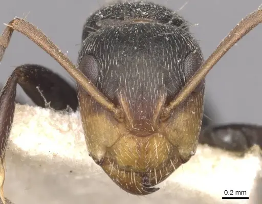 Camponotus punctulatus specimen CASENT0909971 image casent0909971_2