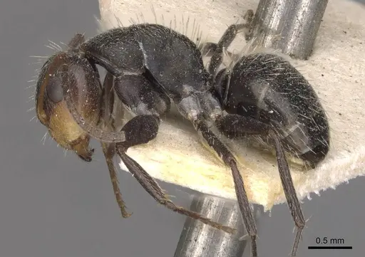 Camponotus punctulatus specimen CASENT0909971 image casent0909971_3