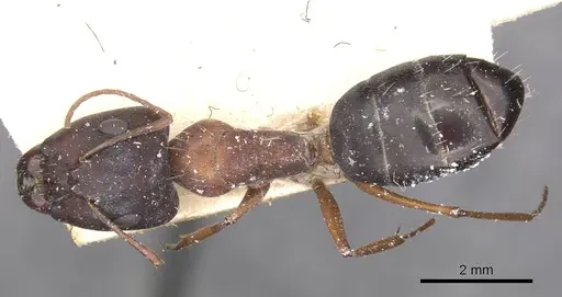 Camponotus punctulatus specimen CASENT0909972 image casent0909972_1