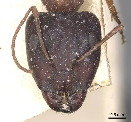 Camponotus punctulatus specimen CASENT0909972 image casent0909972_2