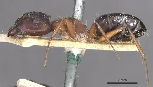 Camponotus punctulatus specimen CASENT0909972 image casent0909972_3