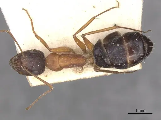 Camponotus punctulatus specimen CASENT0909973 image casent0909973_1