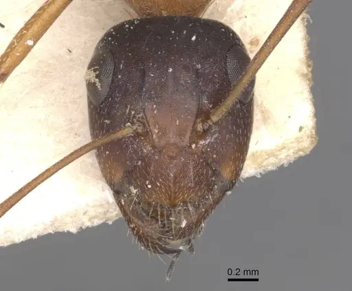 Camponotus punctulatus specimen CASENT0909973 image casent0909973_2