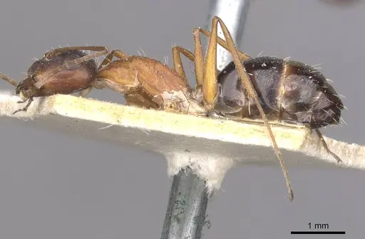 Camponotus punctulatus specimen CASENT0909973 image casent0909973_3