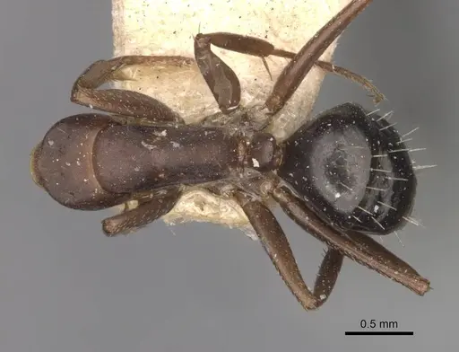 Camponotus punctulatus specimen CASENT0909974 image casent0909974_1